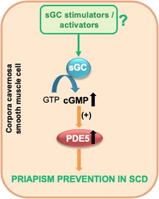 Soluble guanylate cyclase stimulators and activators: new horizons in the treatment of priapism associated with sickle cell disease